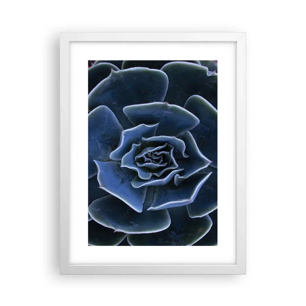 Póster en marco blanco - Flor del desierto - 30x40 cm