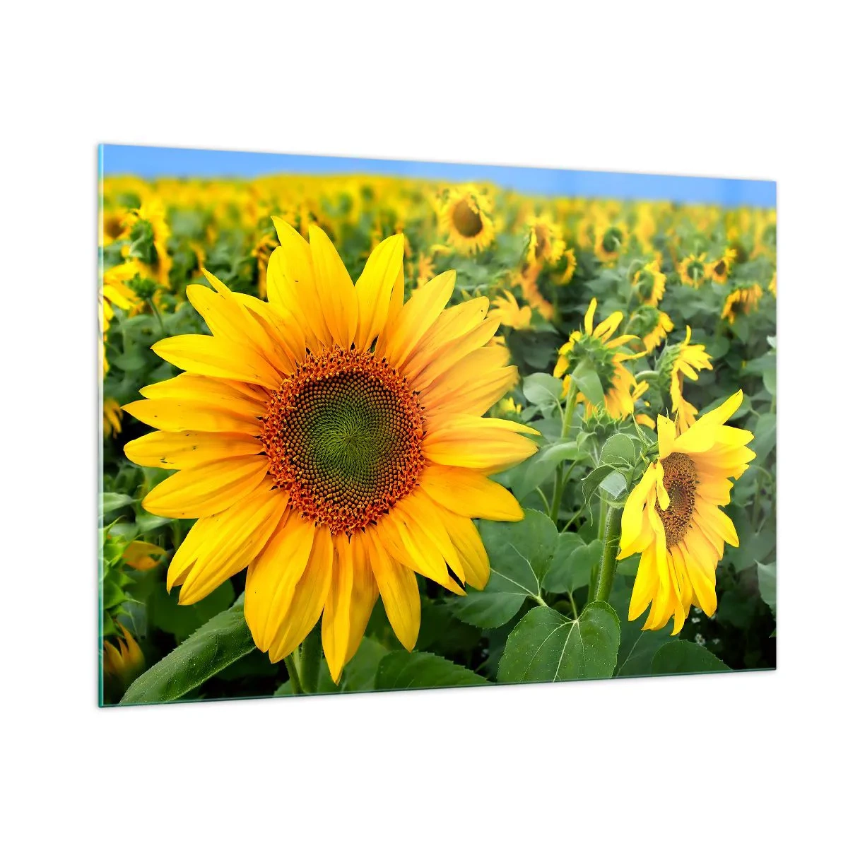 Cuadro sobre vidrio - Impresiones sobre Vidrio - Un campo de girasoles en plena floración bajo un cielo azul. - 100x70cm - Cientos de soles estallan - Decoración de pared moderna para salón y dormitorio ARTTOR