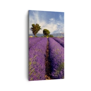 Cuadro sobre lienzo - Impresión de Imagen - Campos de lavanda - 45x80 cm