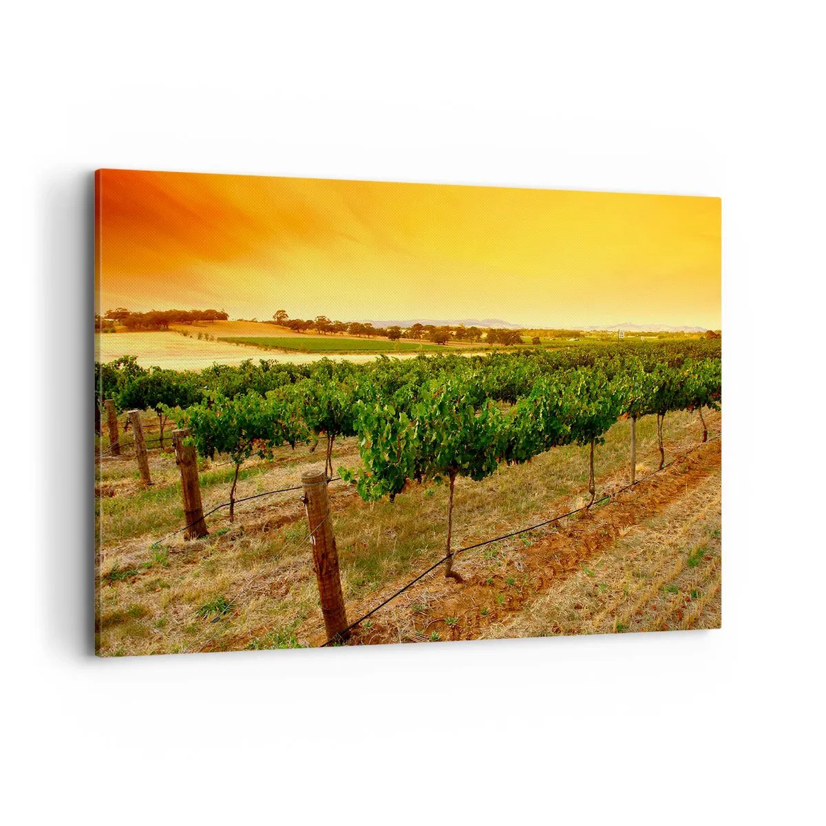 Cuadro sobre lienzo - Impresión de Imagen - Vides en una plantación al atardecer dorado - 120x80cm - Un trago del sol - Decoración de pared moderna para salón y dormitorio ARTTOR