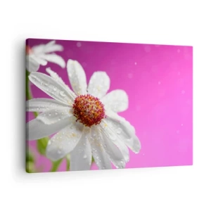 Cuadro sobre lienzo - Impresión de Imagen - Una margarita blanca cubierta de gotas de agua sobre un fondo rosa. - 70x50cm - Modesto en su belleza - Decoración de pared moderna para salón y dormitorio ARTTOR