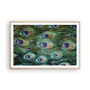 Póster en marco roble claro - Mirada de pavo real - 91x61 cm
