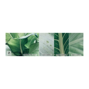 Muestra de fotomural Premium Sand - Vida intensamente verde - Hojas, Exótico, Botánico - 100x30 cm