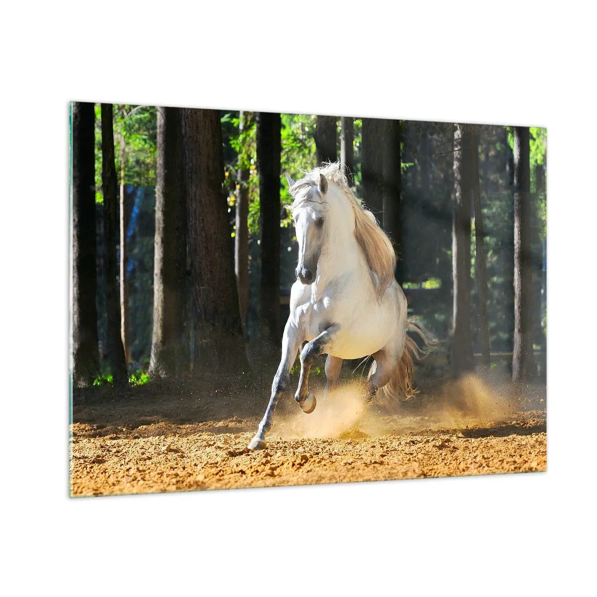 Cuadro sobre vidrio - Impresiones sobre Vidrio - Un caballo blanco galopa sobre terreno arenoso en el bosque. - 100x70cm - Como en una novela de fantasía - Decoración de pared moderna para salón y dormitorio ARTTOR
