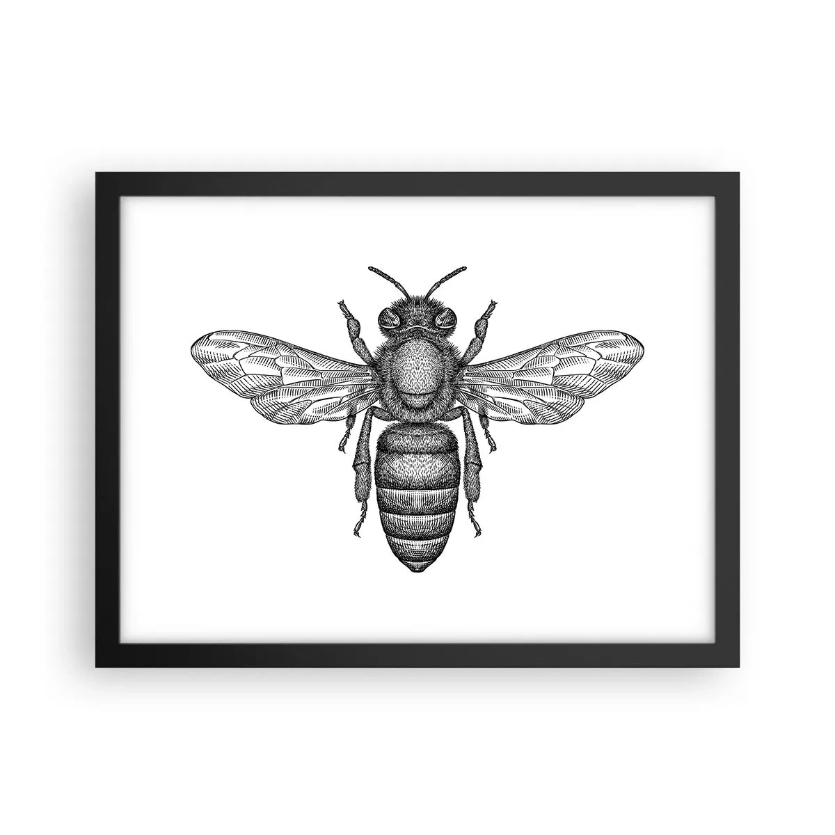 Póster en marco negro - Retrato de insecto - 40x30 cm