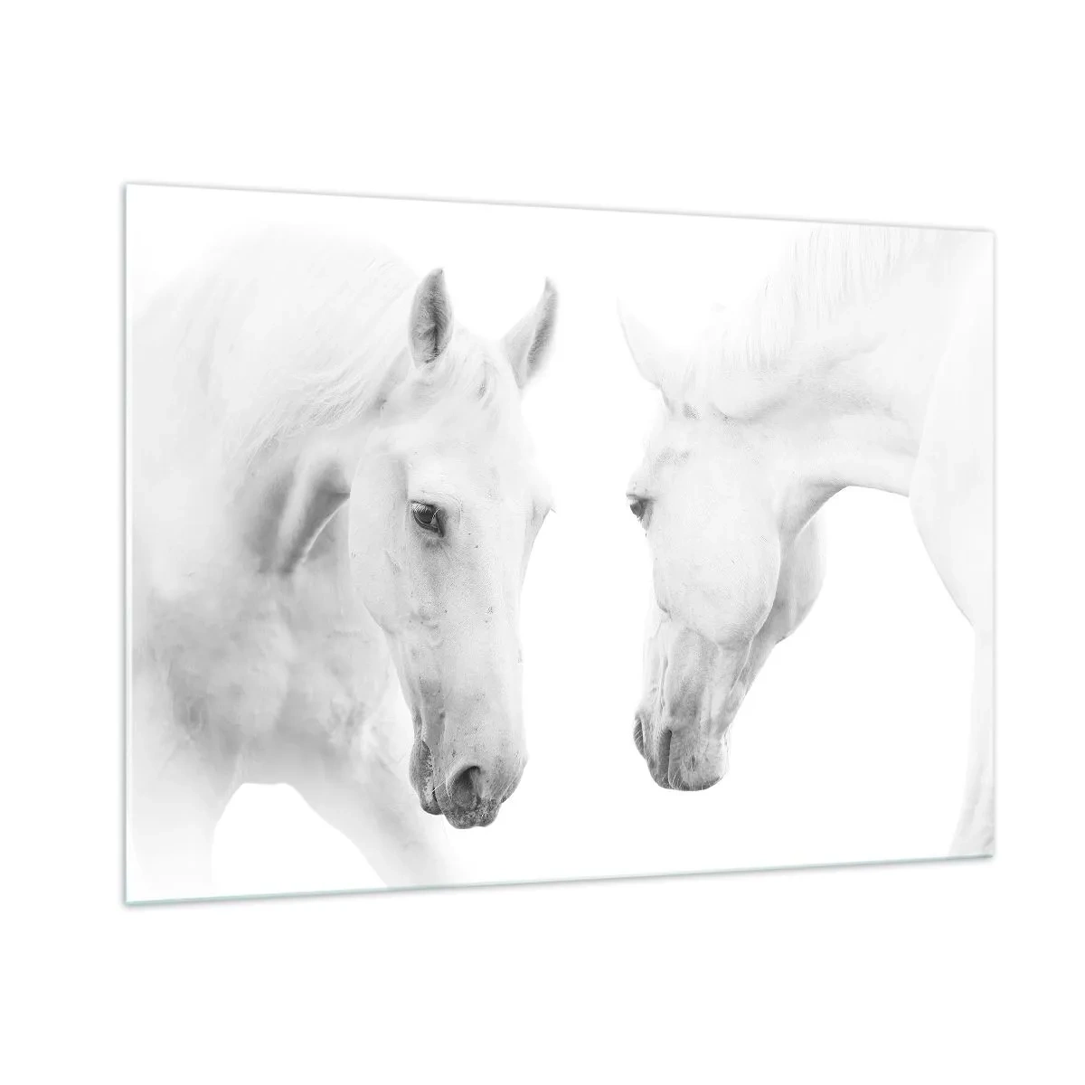 Cuadro sobre vidrio - Impresiones sobre Vidrio - Dos caballos blancos uno frente al otro sobre un fondo claro. - 100x70cm - ¿Es esto realmente la amistad...? - Decoración de pared moderna para salón y dormitorio ARTTOR