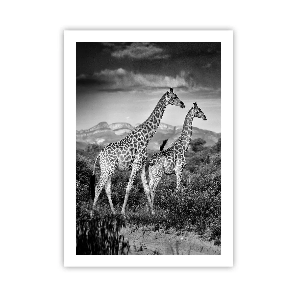 Póster - Retrato en blanco y negro de jirafas sobre un fondo de paisaje africano. - 50x70cm - La clase alta de África - Decoración de pared moderna para salón y dormitorio ARTTOR