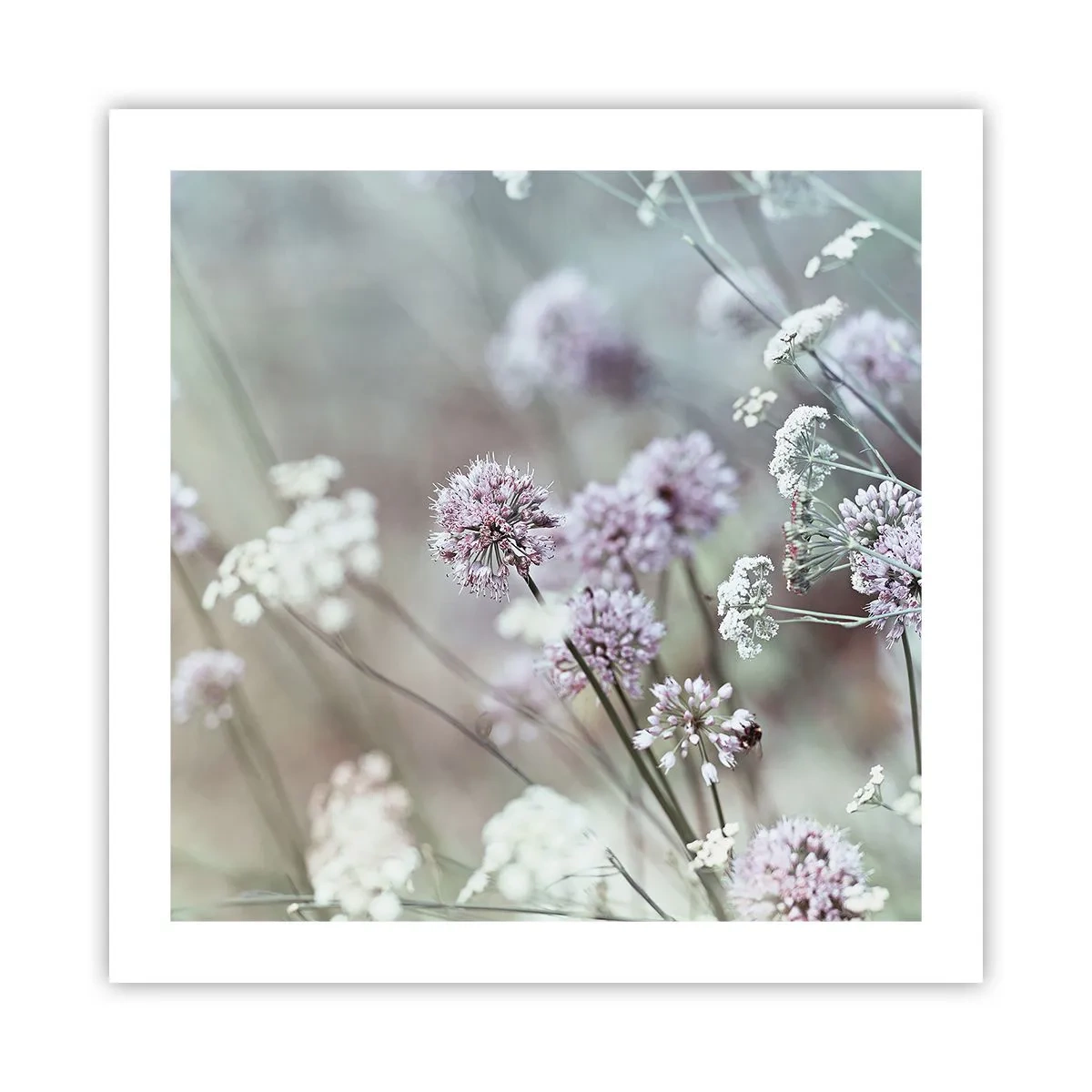 Póster - Dulces filigranas de hierbas - 50x50 cm
