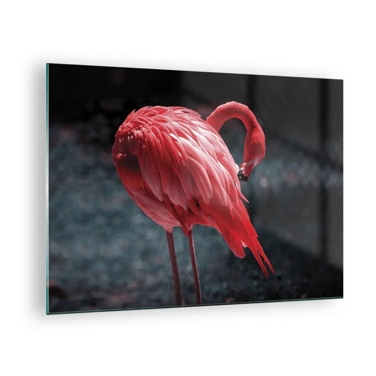 Cuadro sobre vidrio - Impresiones sobre Vidrio - Un flamenco en intensos tonos rojos sobre un fondo oscuro. - 70x50cm - Un poema carmesí de la naturaleza - Decoración de pared moderna para salón y dormitorio ARTTOR