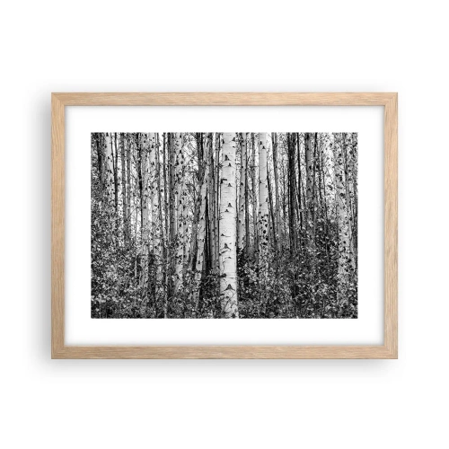 Póster en marco roble claro - Columnas de abedules - 40x30 cm