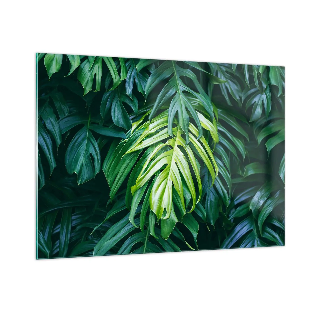 Cuadro sobre vidrio - Impresiones sobre Vidrio - Exuberantes hojas verdes de monstera bajo la luz natural. - 100x70cm - Sumérjase en la frescura - Decoración de pared moderna para salón y dormitorio ARTTOR