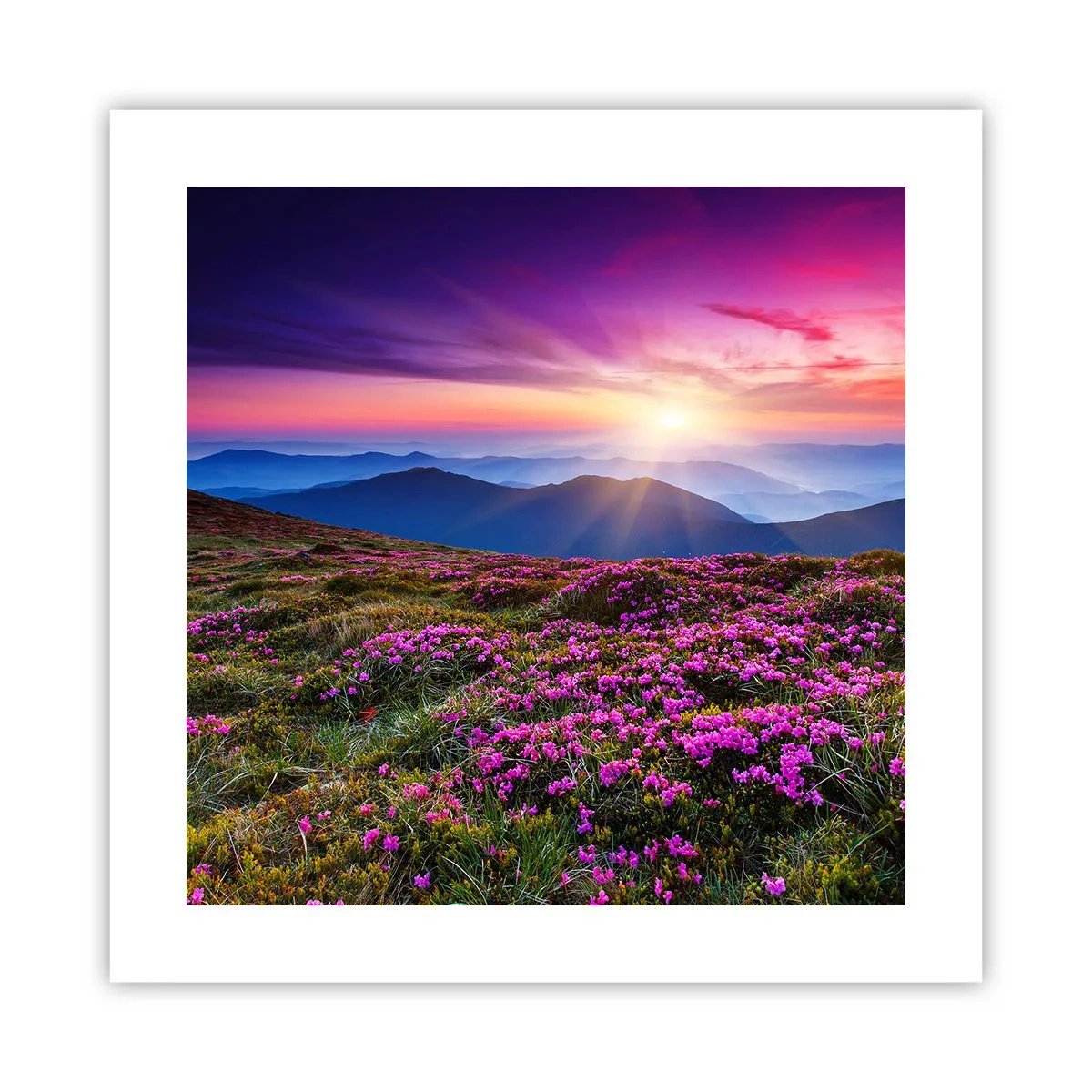 Póster - Dulce aroma a frescura - 40x40 cm