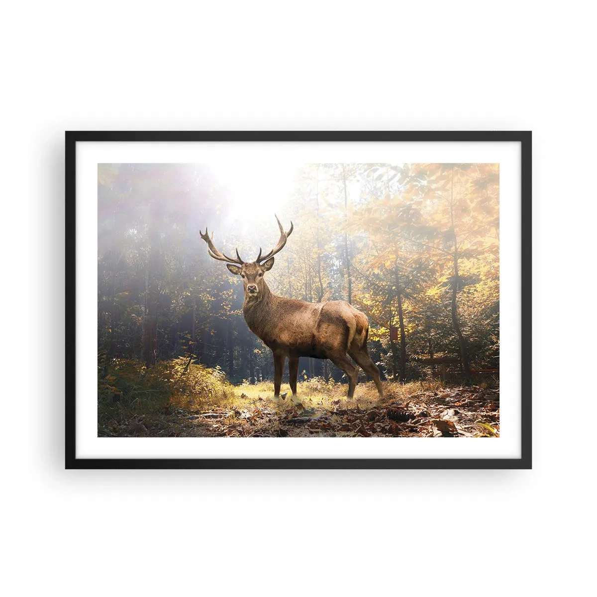 Póster en marco negro - Ciervos en el bosque otoñal con rayos de sol. - 70x50cm - Con toda la majestuosidad - Decoración de pared moderna para salón y dormitorio ARTTOR