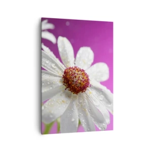 Cuadro sobre lienzo - Impresión de Imagen - Una margarita blanca cubierta de gotas de agua sobre un fondo rosa. - 70x100cm - Modesto en su belleza - Decoración de pared moderna para salón y dormitorio ARTTOR