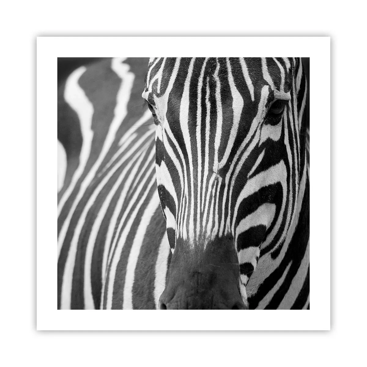 Póster - El mundo es blanco y negro - 50x50 cm