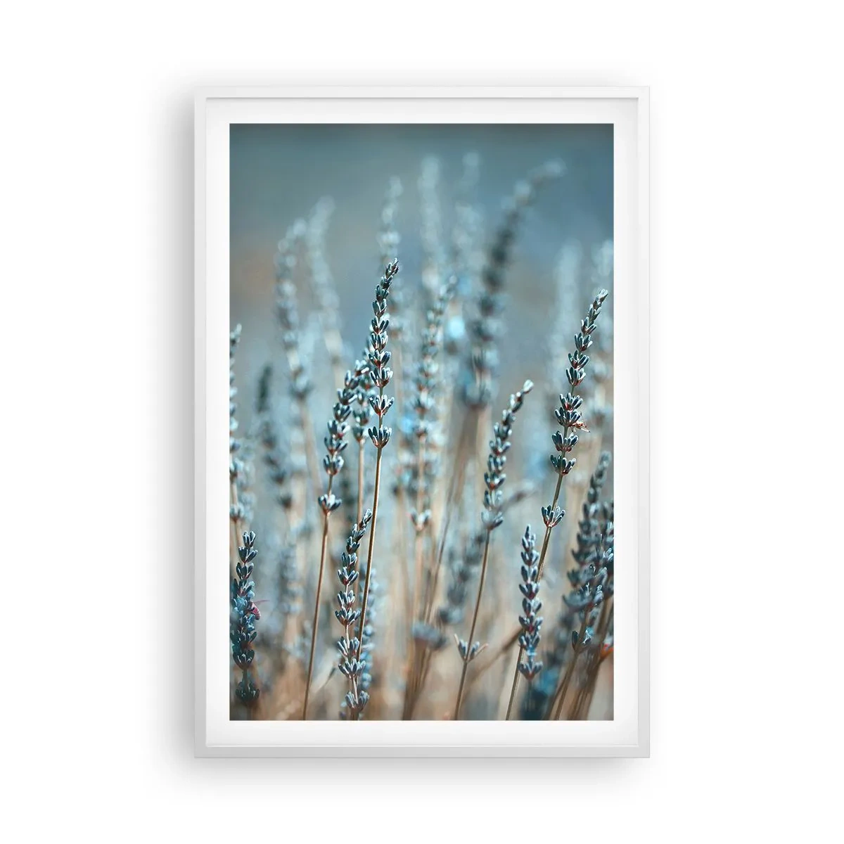 Póster en marco blanco - Fragante pasto - 61x91 cm