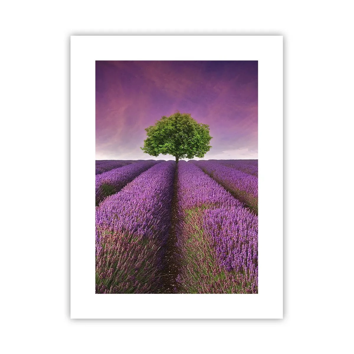 Póster - En los campos de lavanda - 30x40 cm