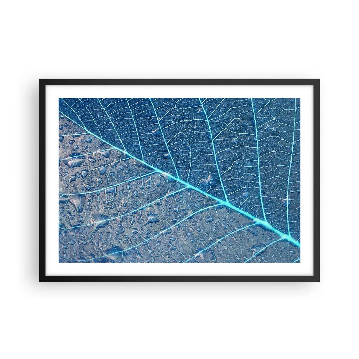 Póster en marco negro - Una hoja en tonos azules con gotas de agua. - 70x50cm - Vida en el azul - Decoración de pared moderna para salón y dormitorio ARTTOR