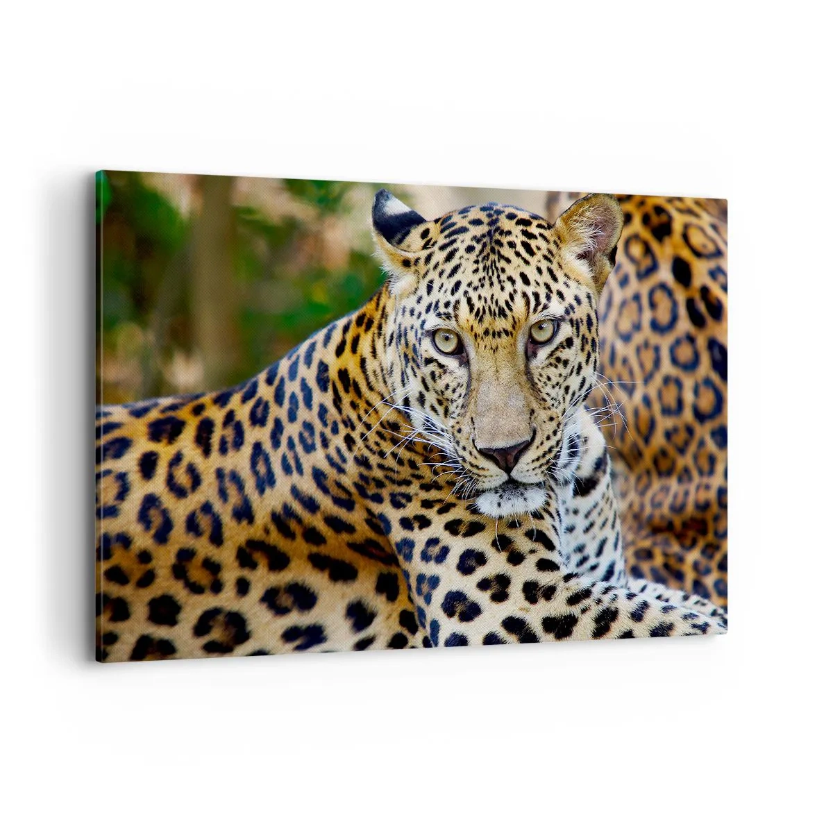 Cuadro sobre lienzo - Impresión de Imagen - Jaguar descansando en un entorno natural con fondo verde. - 120x80cm - Salvaje y tranquilo - Decoración de pared moderna para salón y dormitorio ARTTOR
