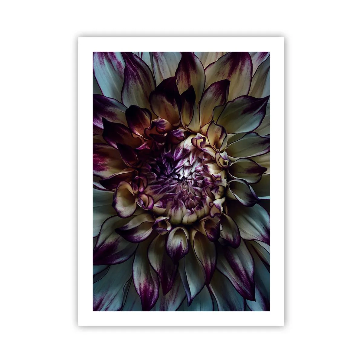 Póster - Fotografía macro de dalias oscuras en tonos morados y dorados. - 50x70cm - El florecimiento de la hermosura - Decoración de pared moderna para salón y dormitorio ARTTOR