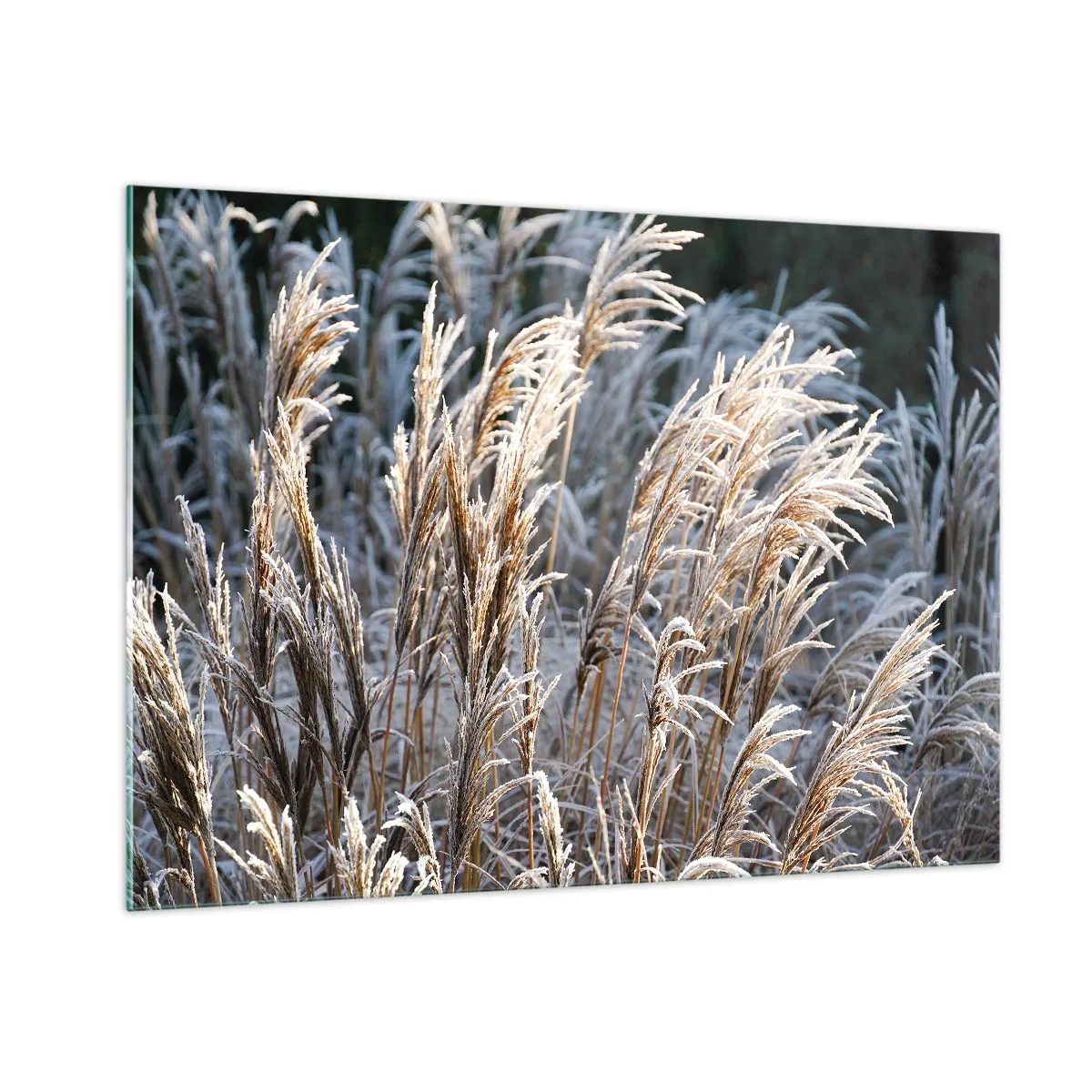 Cuadro sobre vidrio - Impresiones sobre Vidrio - Hierbas congeladas bajo el sol invernal - 100x70cm - Campos y campos - Decoración de pared moderna para salón y dormitorio ARTTOR