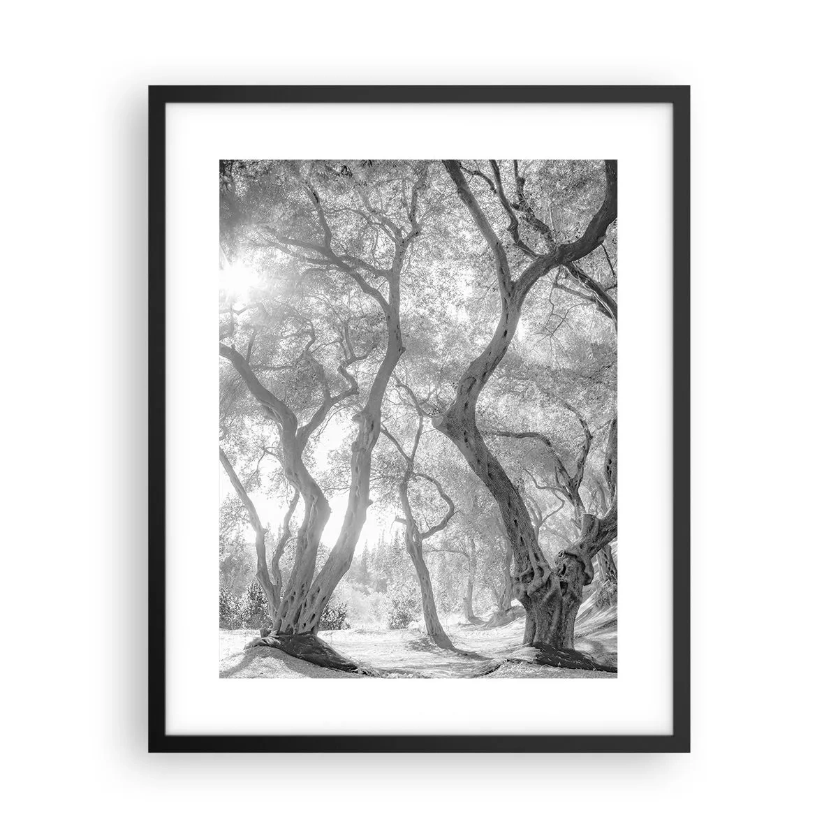 Póster en marco negro - En un olivar - 40x50 cm