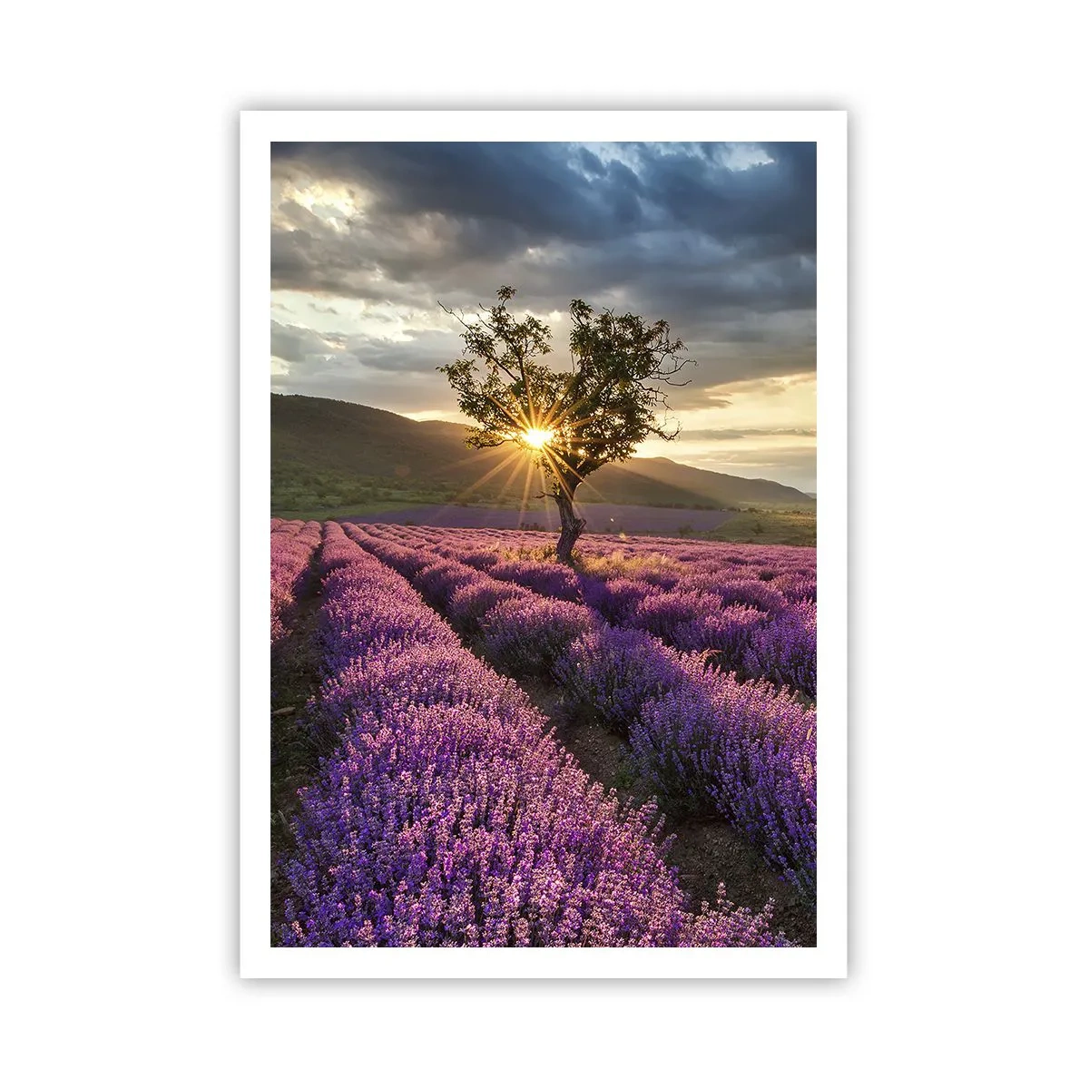 Póster - Aroma en lila - 70x100 cm