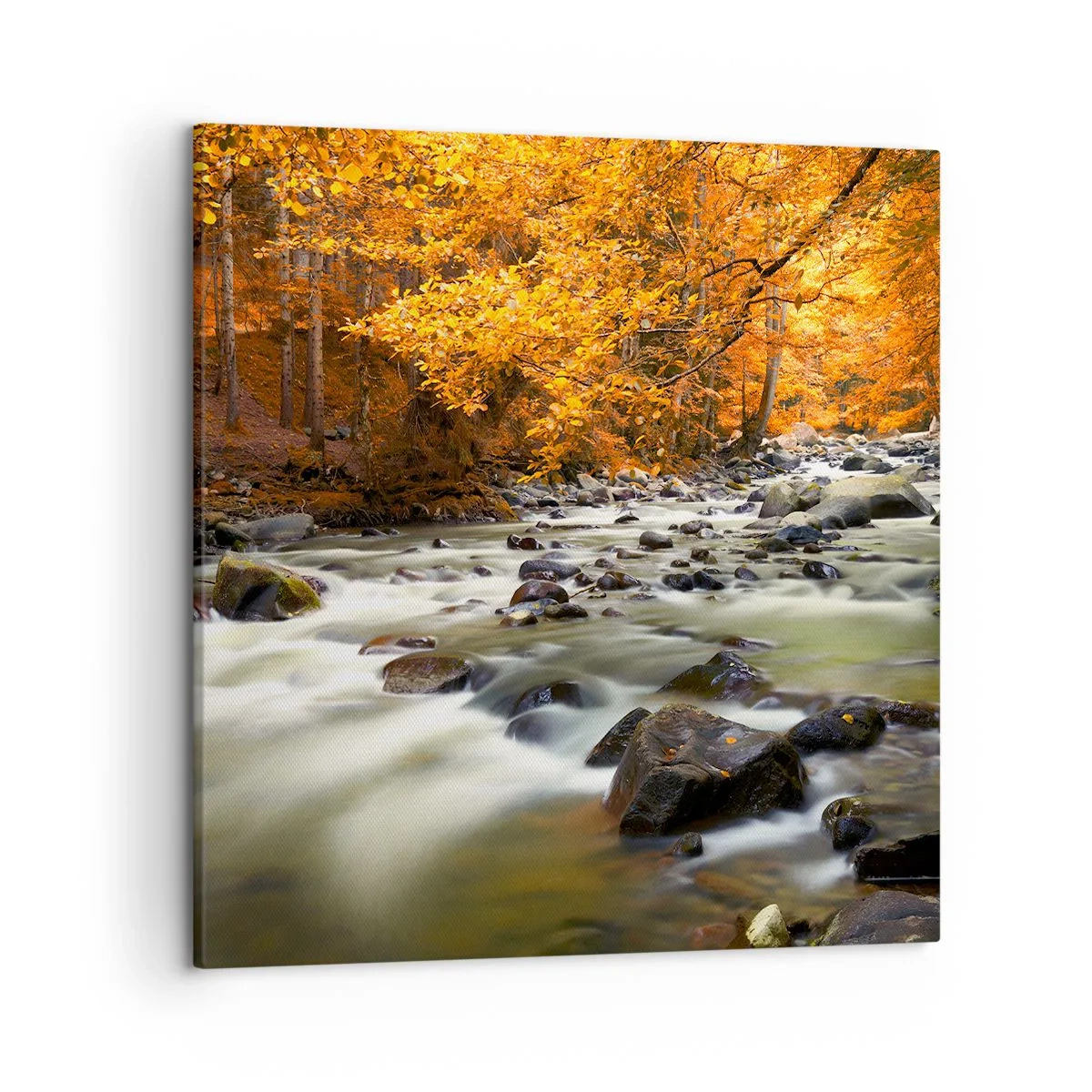 Cuadro sobre lienzo - Impresión de Imagen - Un arroyo en un bosque dorado - 50x50 cm