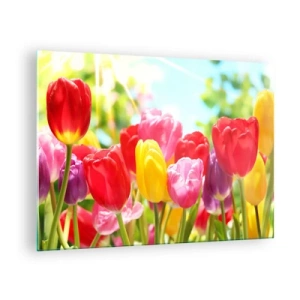 Cuadro sobre vidrio - Impresiones sobre Vidrio - Tulipanes coloridos a la luz del sol primaveral. - 70x50cm - Somos nosotros, ¡los colores de mayo! - Decoración de pared moderna para salón y dormitorio ARTTOR