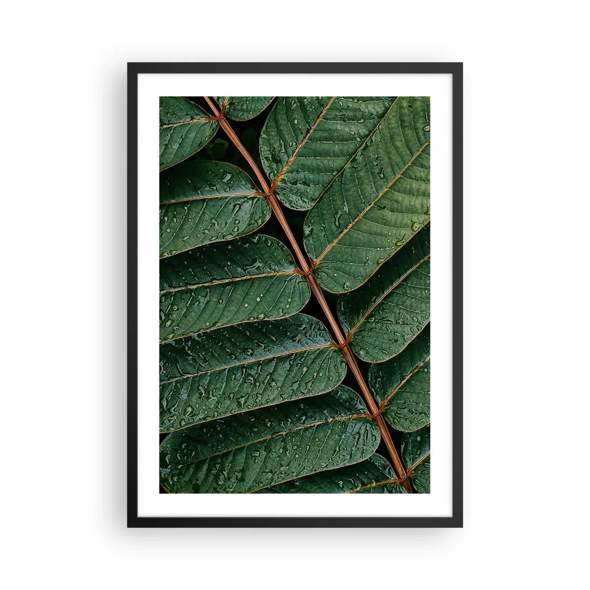 Póster en marco negro - Hojas con gotas de agua creando una composición armoniosa. - 50x70cm - En un ritmo verde - Decoración de pared moderna para salón y dormitorio ARTTOR