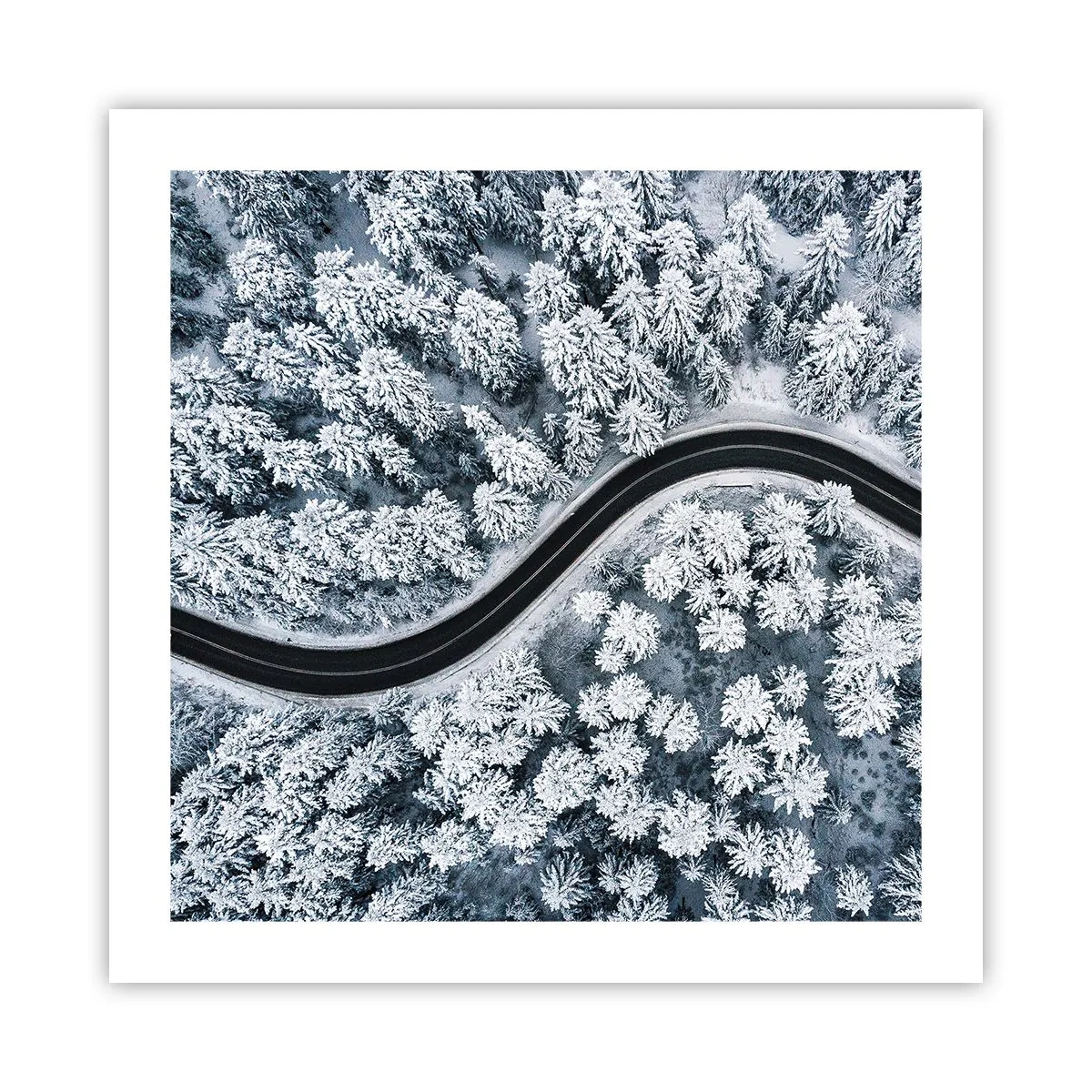 Póster - A través de un bosque invernal - 50x50 cm