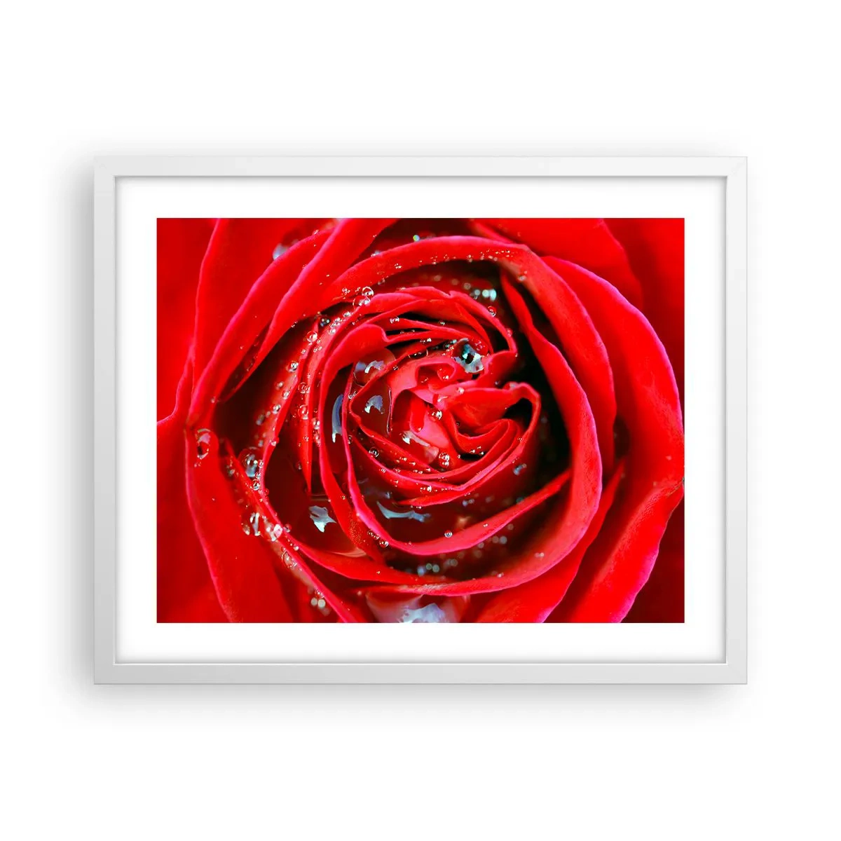 Póster en marco blanco - En gotas de rocío - 50x40 cm