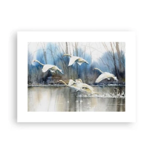Póster - Como en un cuento de cisnes salvajes - 40x30 cm