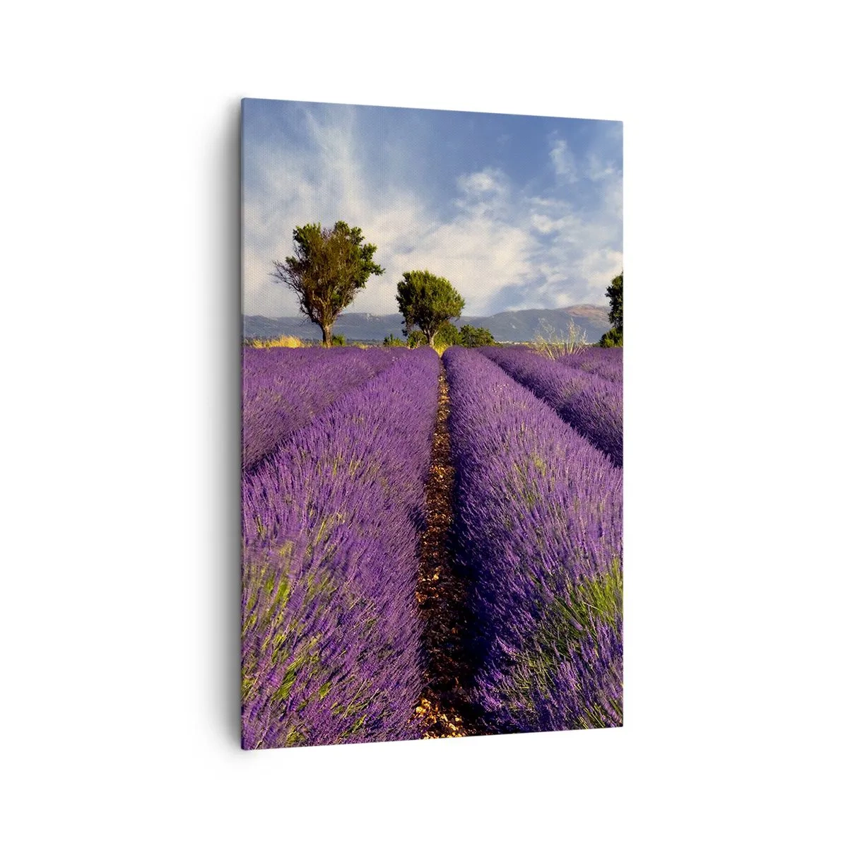 Cuadro sobre lienzo - Impresión de Imagen - Un campo de lavanda con árboles con el telón de fondo de montañas y cielo. - 80x120cm - Campos de lavanda - Decoración de pared moderna para salón y dormitorio ARTTOR