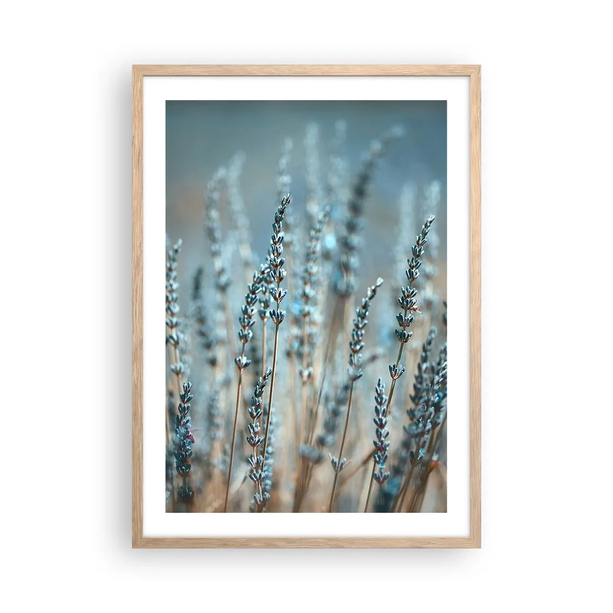 Póster en marco roble claro - Fragante pasto - 50x70 cm