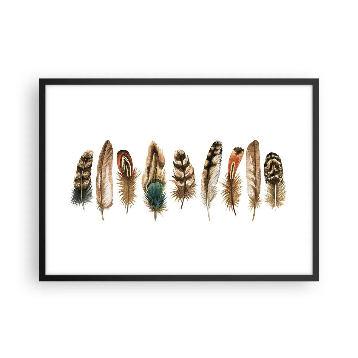Póster en marco negro - Motivo decorativo de una colección de varias plumas. - 70x50cm - Estudio de plumas - Decoración de pared moderna para salón y dormitorio ARTTOR