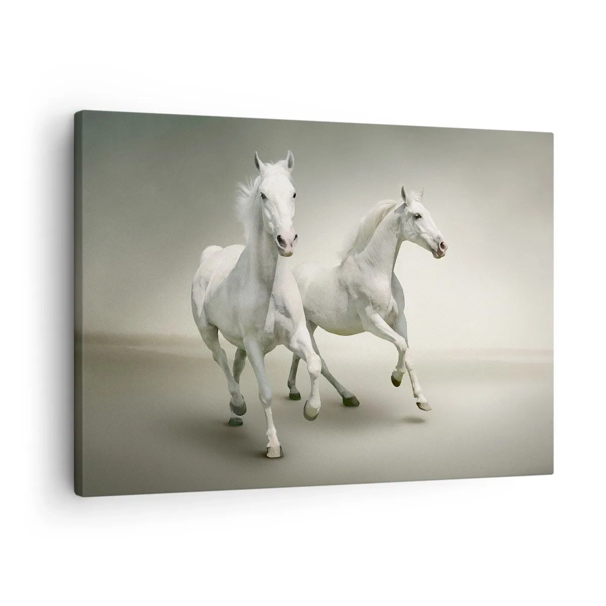 Cuadro sobre lienzo - Impresión de Imagen - Dos caballos blancos galopando sobre un fondo claro - 70x50cm - ¡Poder blanco! - Decoración de pared moderna para salón y dormitorio ARTTOR
