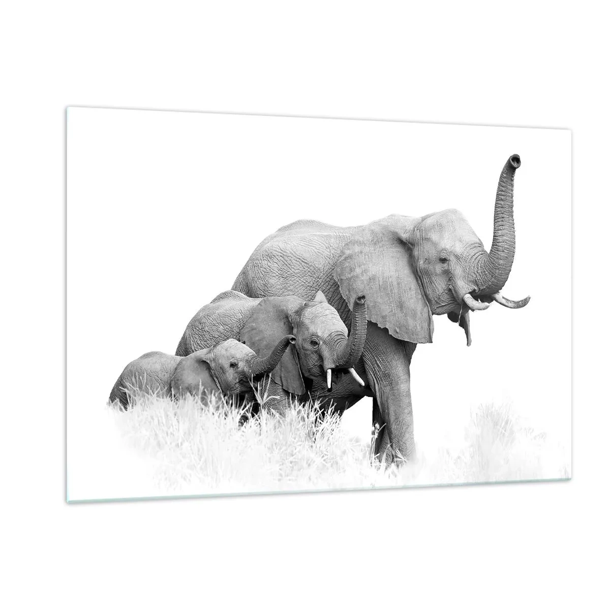 Cuadro sobre vidrio - Impresiones sobre Vidrio - Familia de elefantes blancos y negros en la naturaleza - 120x80cm - Uno, dos, tres - Decoración de pared moderna para salón y dormitorio ARTTOR