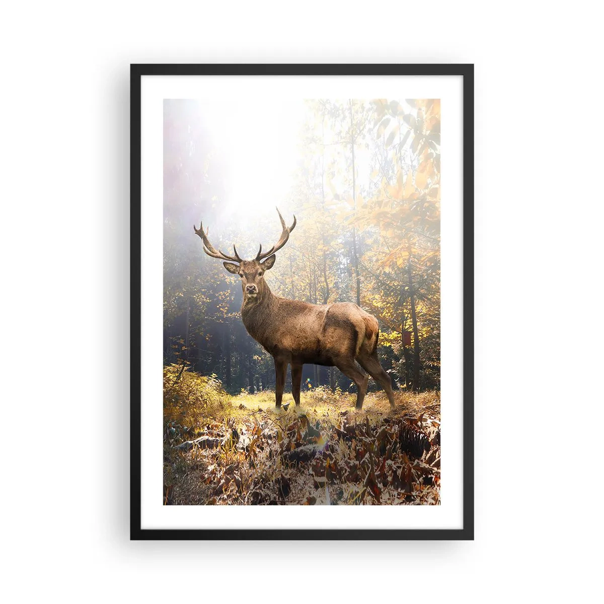 Póster en marco negro - Un ciervo en un bosque iluminado por la luz del sol. - 50x70cm - Con toda la majestuosidad - Decoración de pared moderna para salón y dormitorio ARTTOR