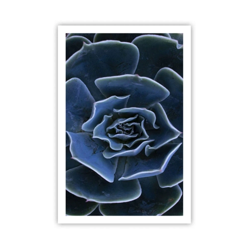 Póster - Flor del desierto - 61x91 cm