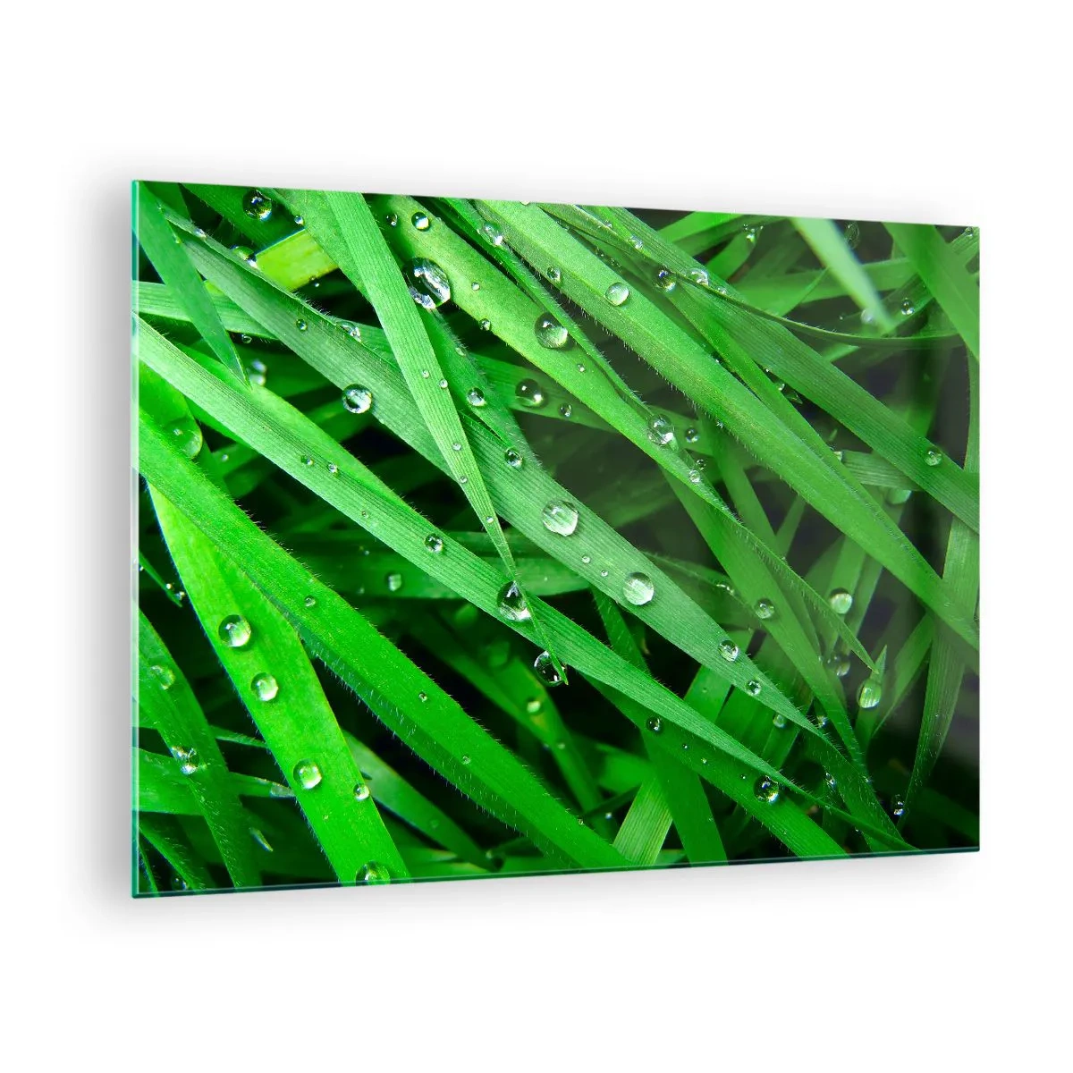 Cuadro sobre vidrio - Impresiones sobre Vidrio - Hojas verdes de hierba con gotas de rocío - 70x50cm - Jugar al verde - Decoración de pared moderna para salón y dormitorio ARTTOR