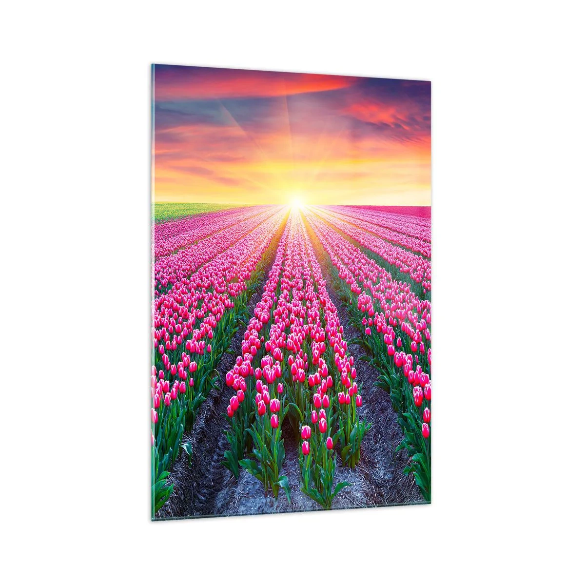 Cuadro sobre vidrio - Impresiones sobre Vidrio - Un campo de tulipanes al atardecer - 70x100cm - Granja de belleza - Decoración de pared moderna para salón y dormitorio ARTTOR