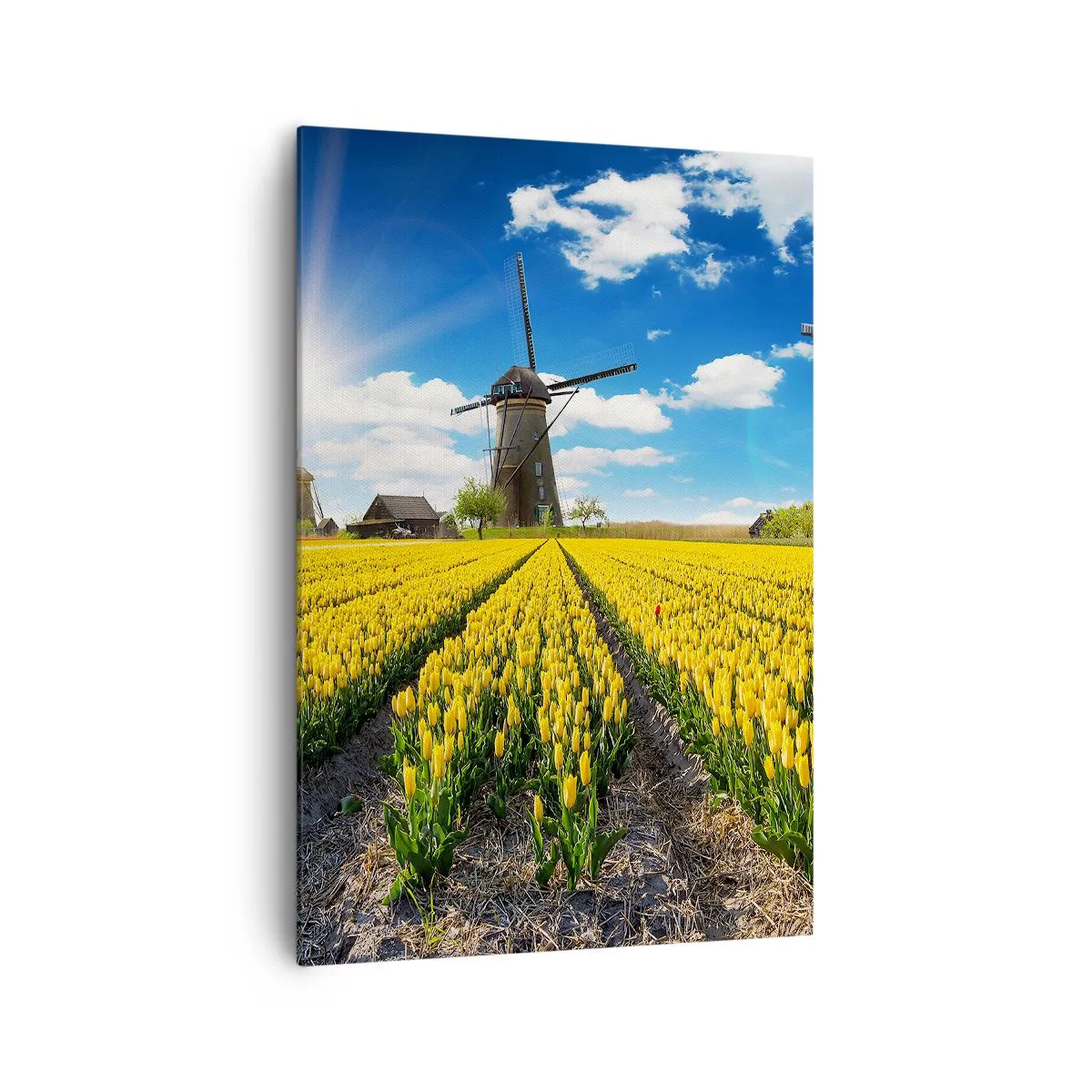 Cuadro sobre lienzo - Impresión de Imagen - Un campo de tulipanes amarillos con molinos de viento en el horizonte. - 70x100cm - No podría ser más holandés - Decoración de pared moderna para salón y dormitorio ARTTOR