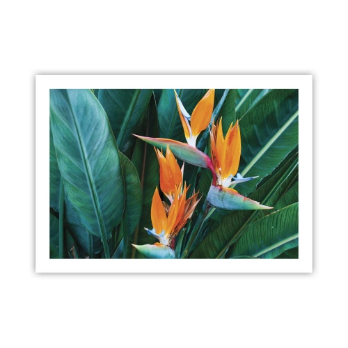 Póster - ¿Es una flor o es un pájaro? - 70x50 cm