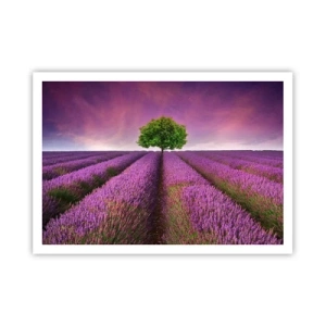 Póster - Un campo de lavanda con un árbol solitario y un cielo púrpura. - 100x70cm - En los campos de lavanda - Decoración de pared moderna para salón y dormitorio ARTTOR