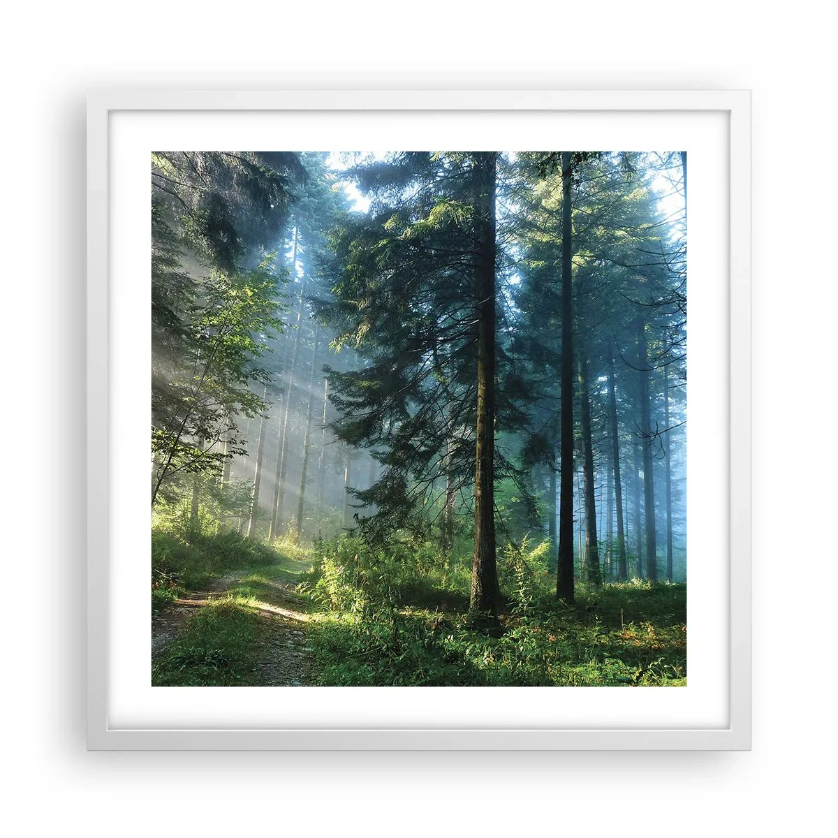 Póster en marco blanco - Radiante por la mañana - 50x50 cm