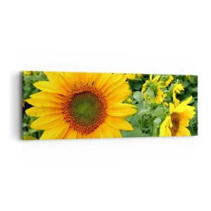 Cuadro sobre lienzo - Impresión de Imagen - Cientos de soles estallan - 90x30 cm