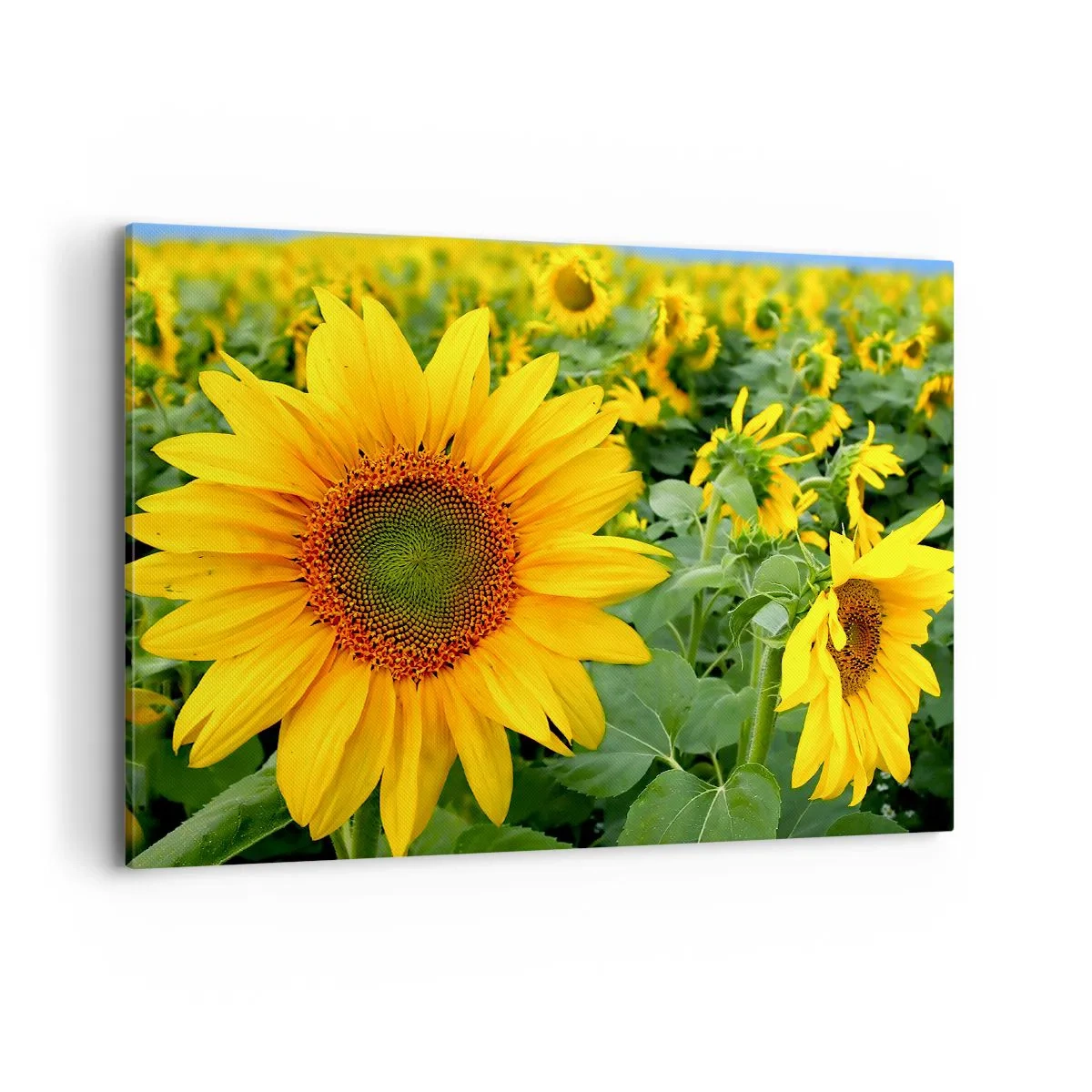 Cuadro sobre lienzo - Impresión de Imagen - Un campo de girasoles con flores amarillas sobre un fondo de hojas verdes. - 100x70cm - Cientos de soles estallan - Decoración de pared moderna para salón y dormitorio ARTTOR