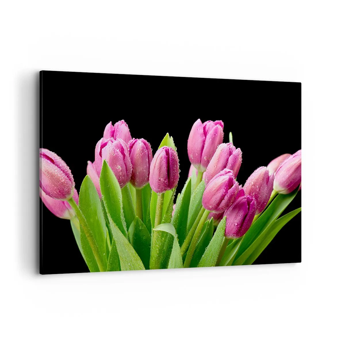Cuadro sobre lienzo - Impresión de Imagen - Tulipanes rosados con gotas de rocío sobre un fondo negro - 100x70cm - La alegría de la primavera - Decoración de pared moderna para salón y dormitorio ARTTOR