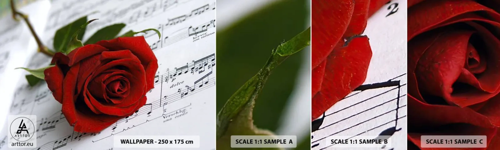 Muestra De Fotomural Standard Eco - La música de los sentimientos en escarlata - flores, Rosa, Música - 100x30 cm